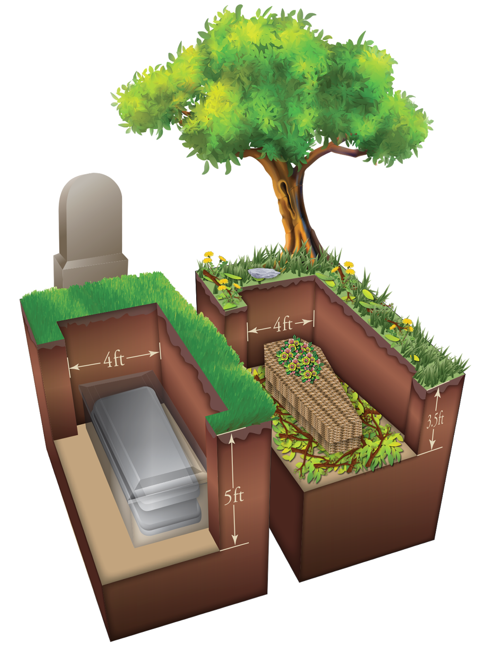 Diagram comparing conventional burial to green burial