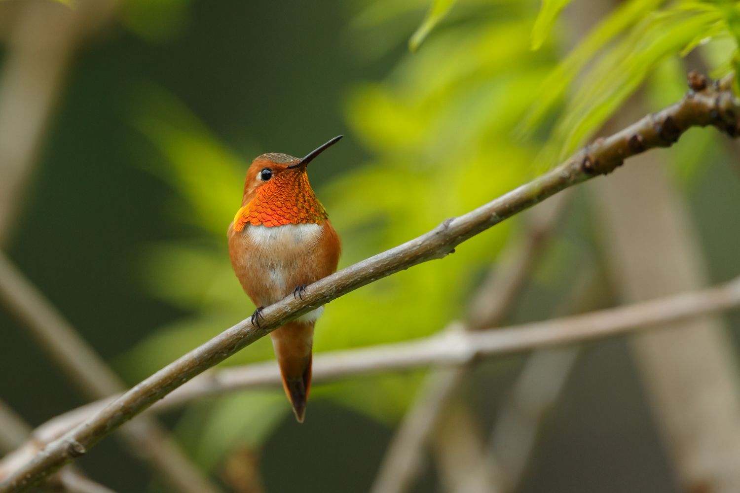 Small bird perched on a tree branch