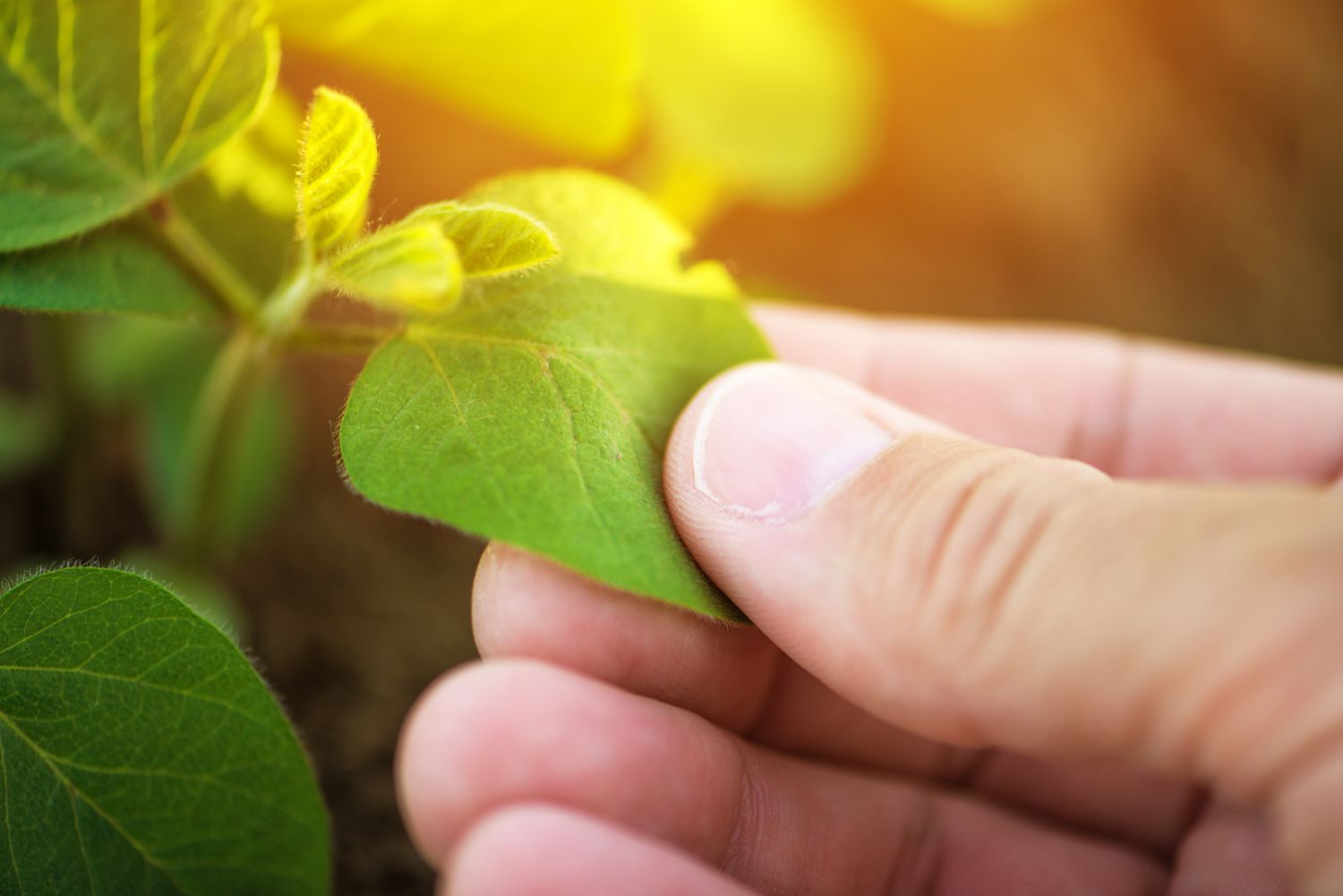Close-up of a hand touching a leaf