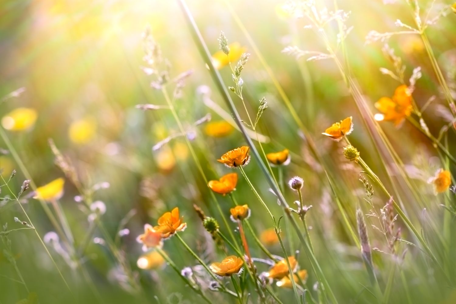 Orange poppy flowers in a sunny meadow