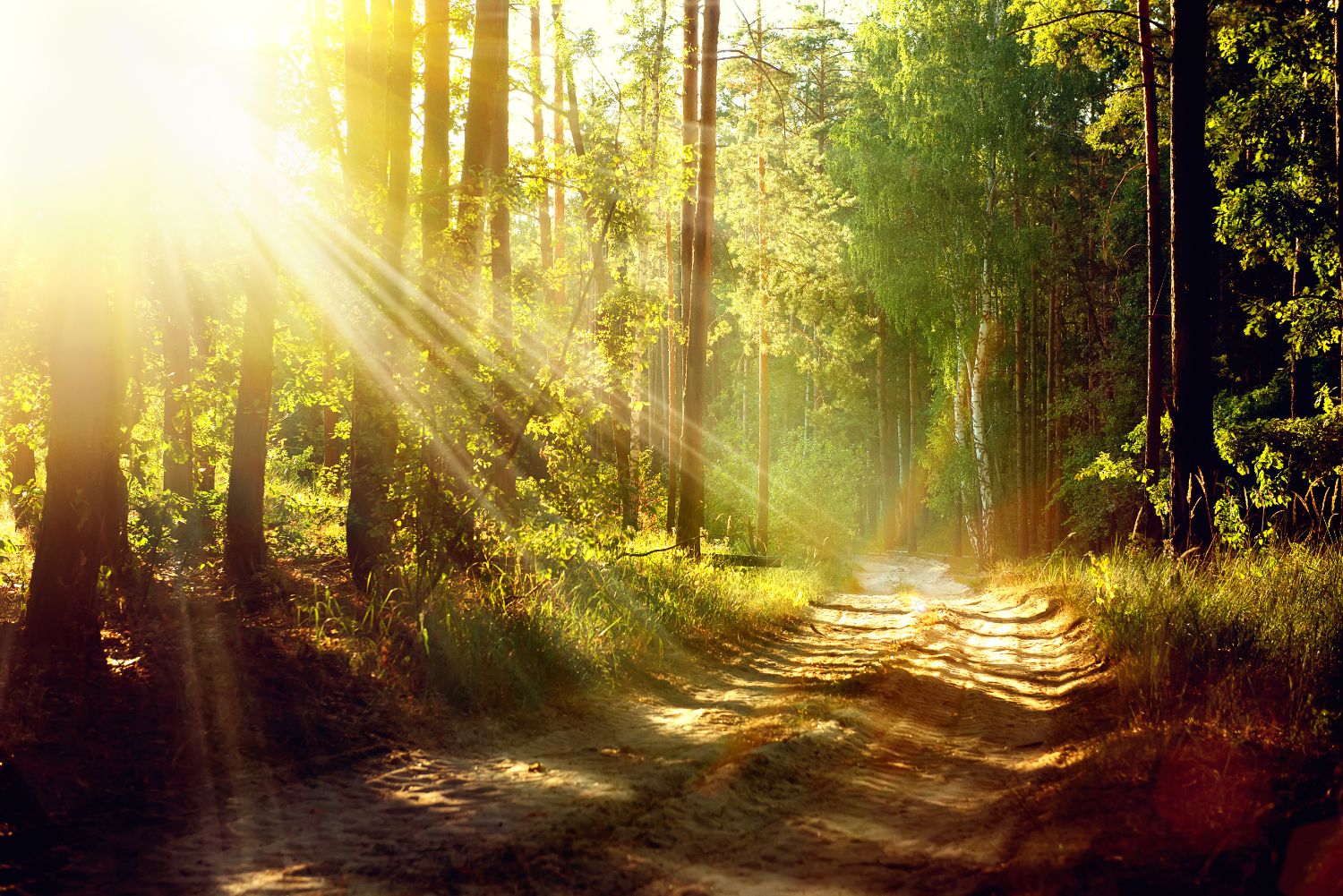 Sun shining through branches in a forest