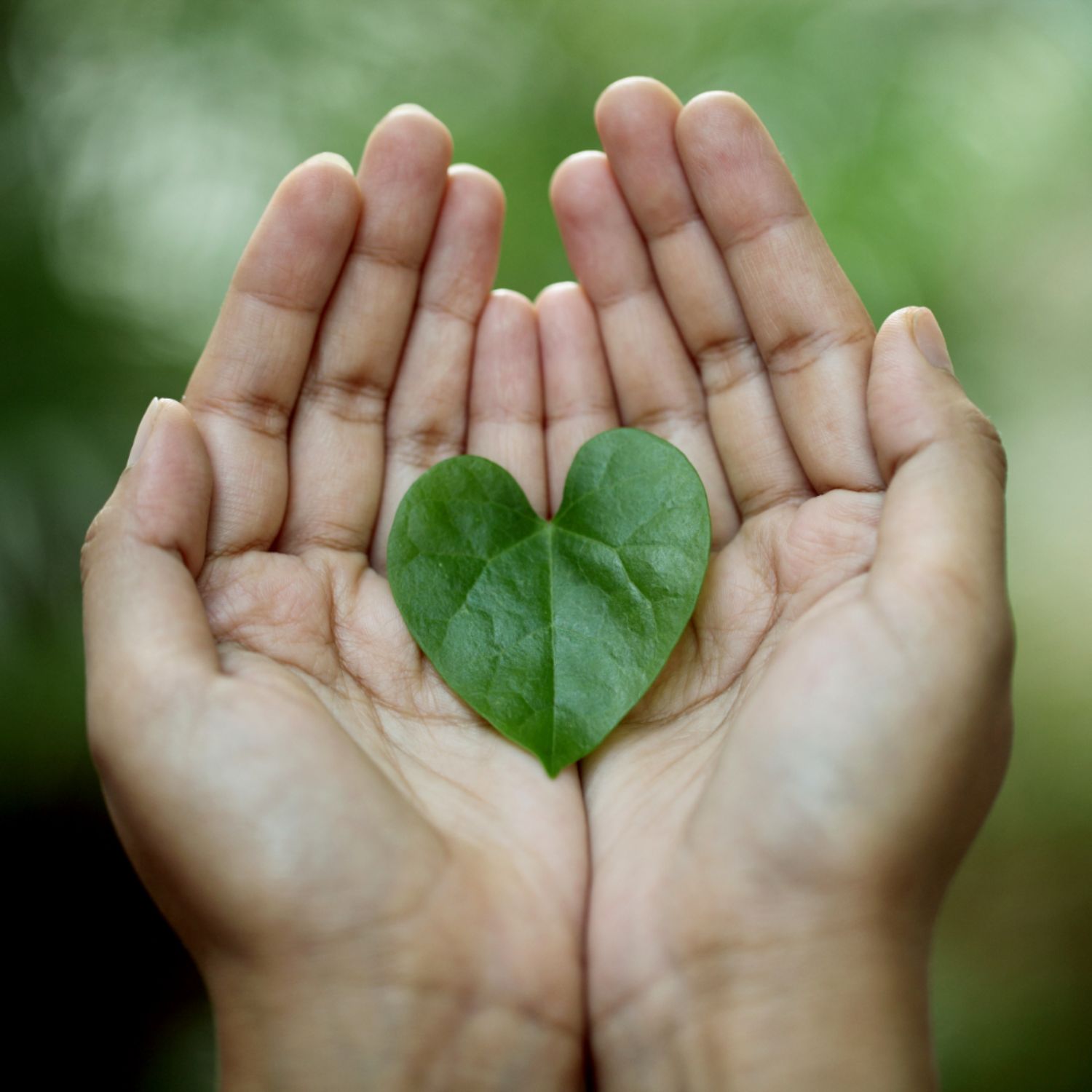 Open hands holding a heart-shaped leaf