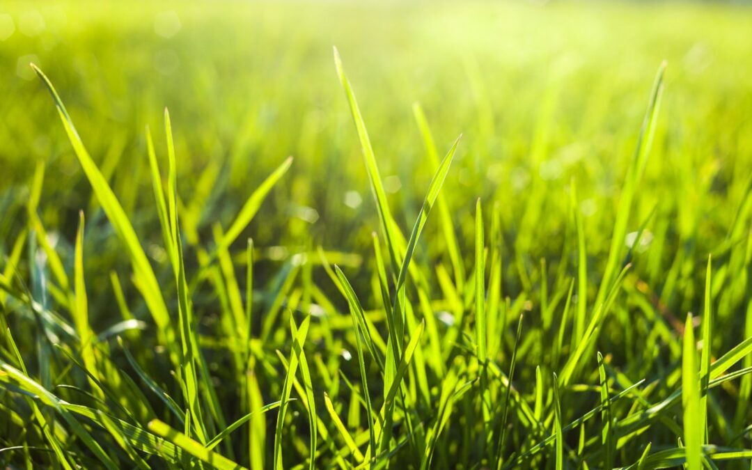 Green Burial Aids in Restoration of Environment
