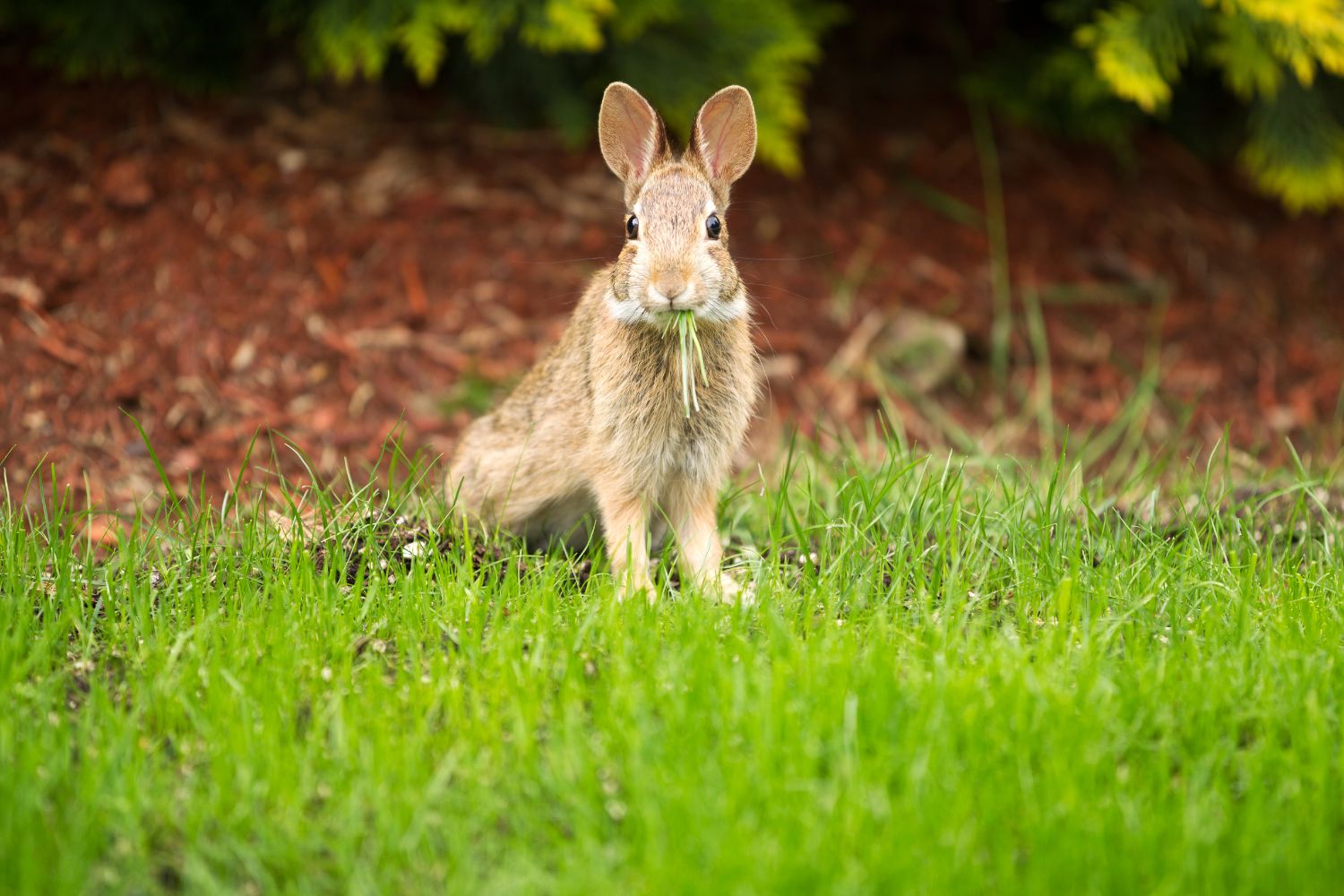 Wild rabbit eating grass in a meadow