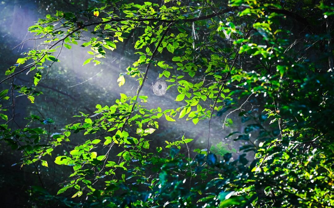 Preserving Our Earth is a Big Responsibility