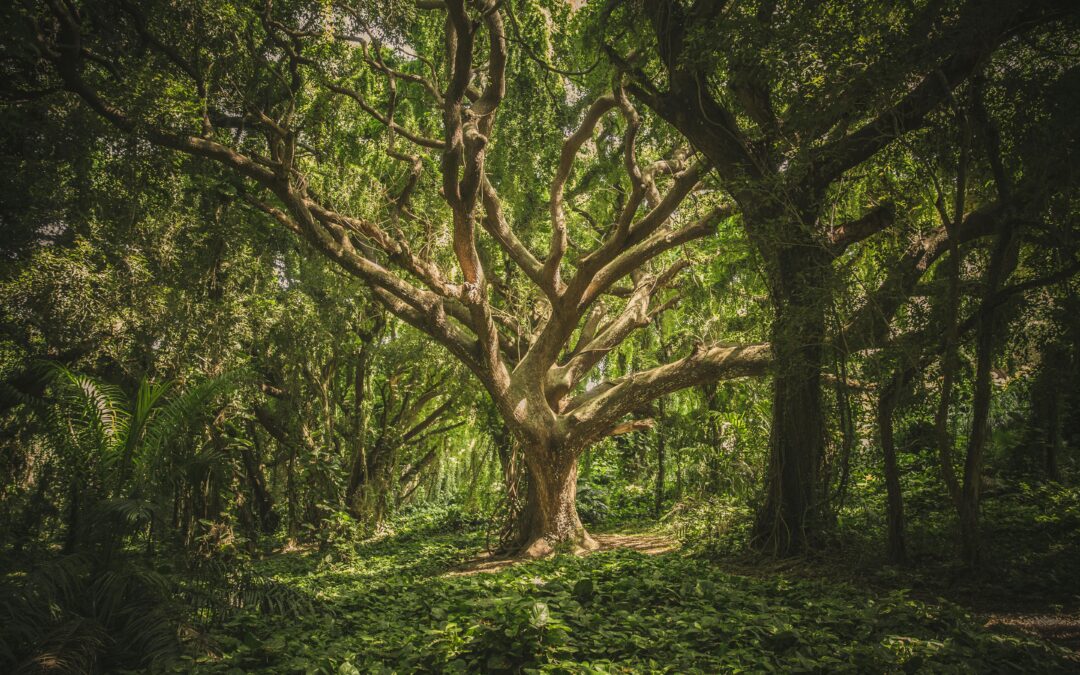 Green Funeral Services That Reflect Values and Meaning