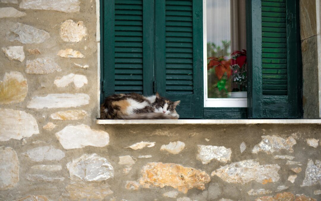 Eco Friendly Options For Your Pets Burial