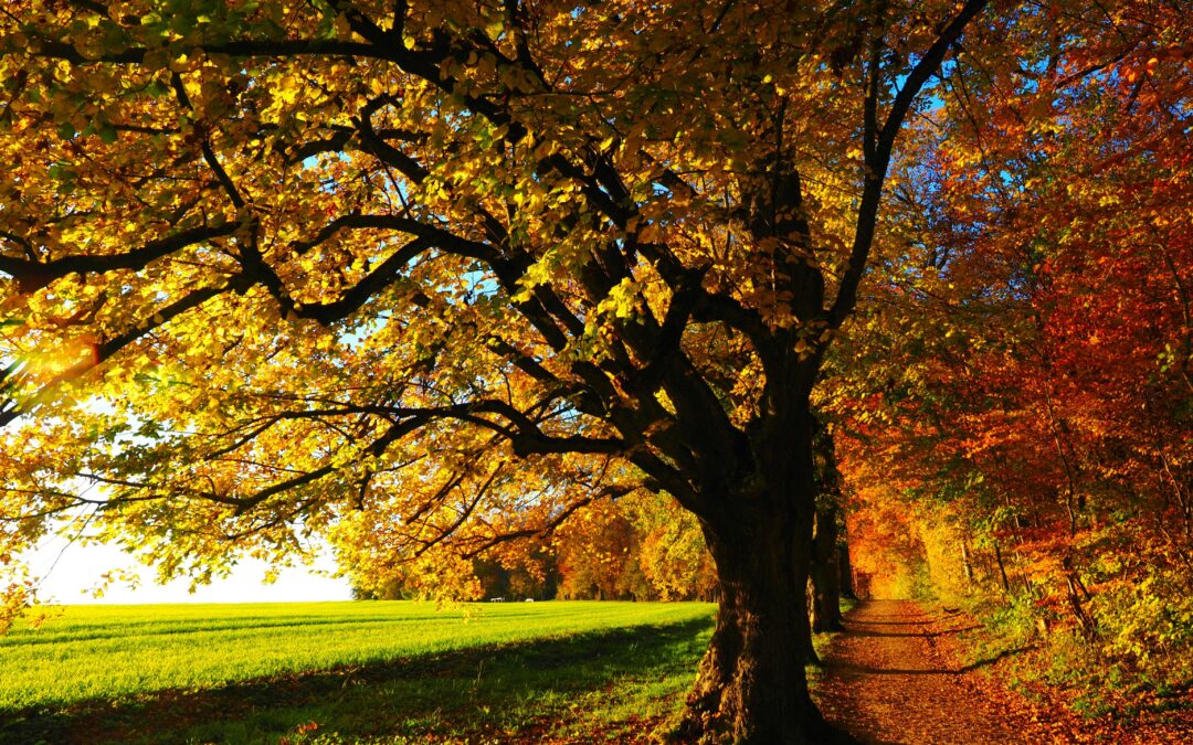 The Fall is the Perfect Time to Visit Serenity Ridge