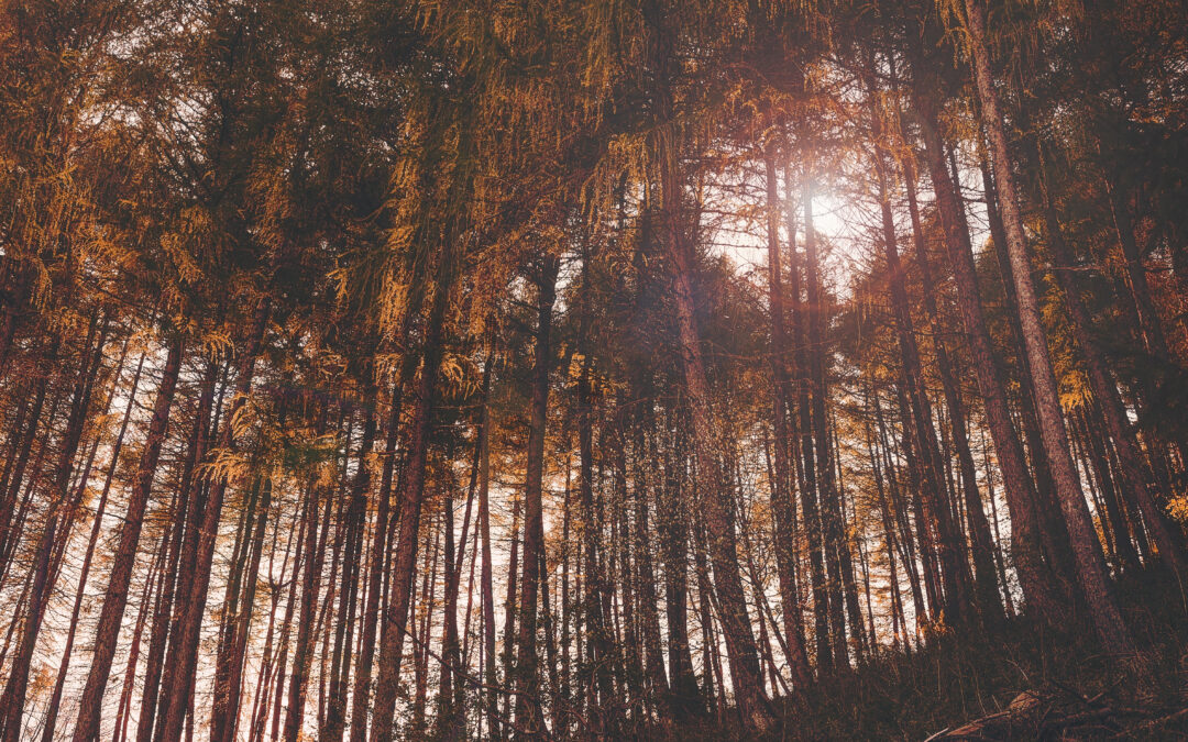 How Everyday Actions Can Lead to a Greener Future