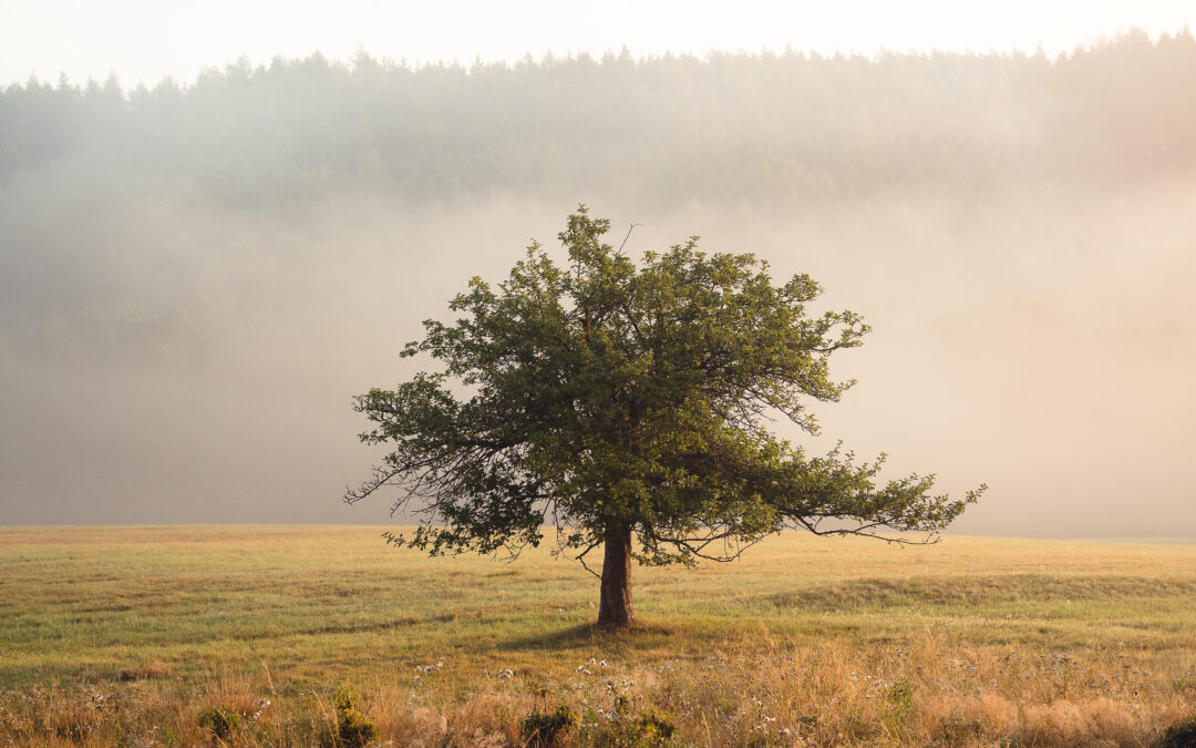 Why Maryland Families Are Embracing Natural Burial