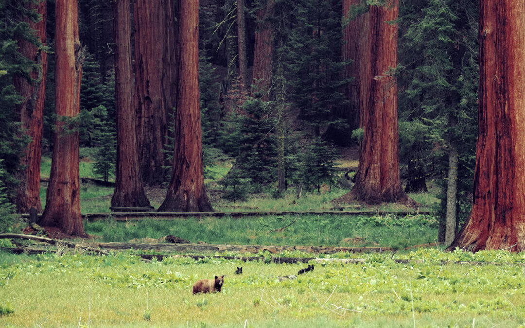 Choosing Green Burial for a Sustainable Future