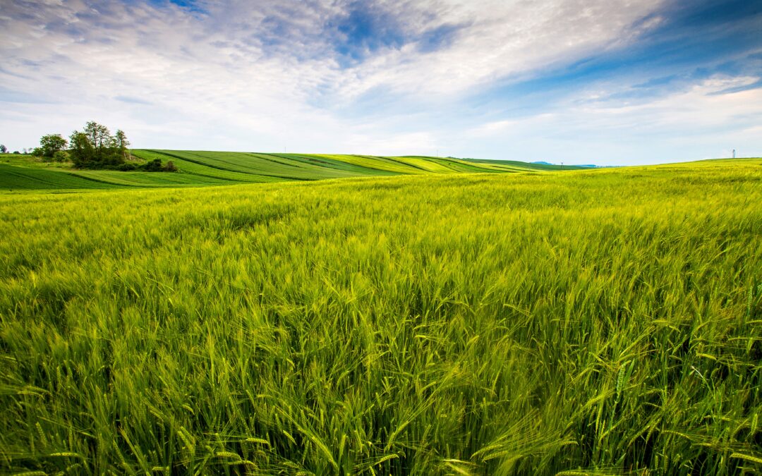 How Green Burial Preserves Natural Landscapes