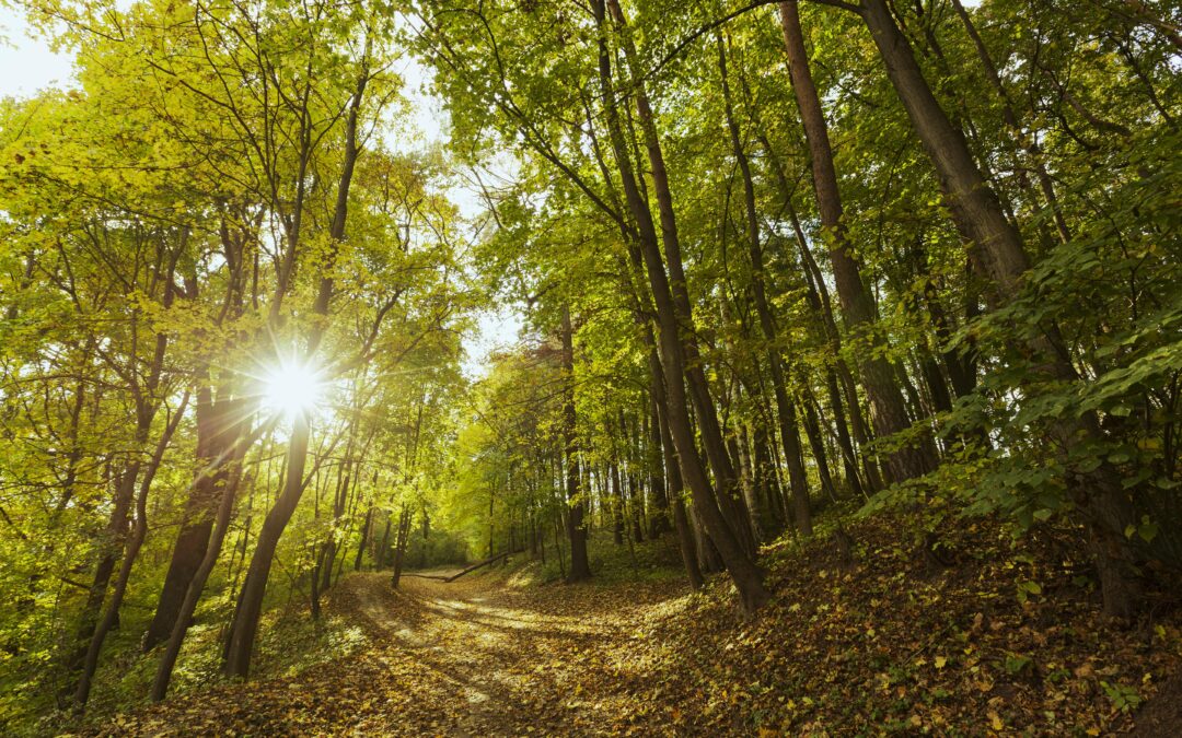 Green Burial Options That Honor Loved Ones and the Earth