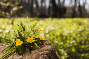 Green Burial or Traditional Burial: Which Is Right for You