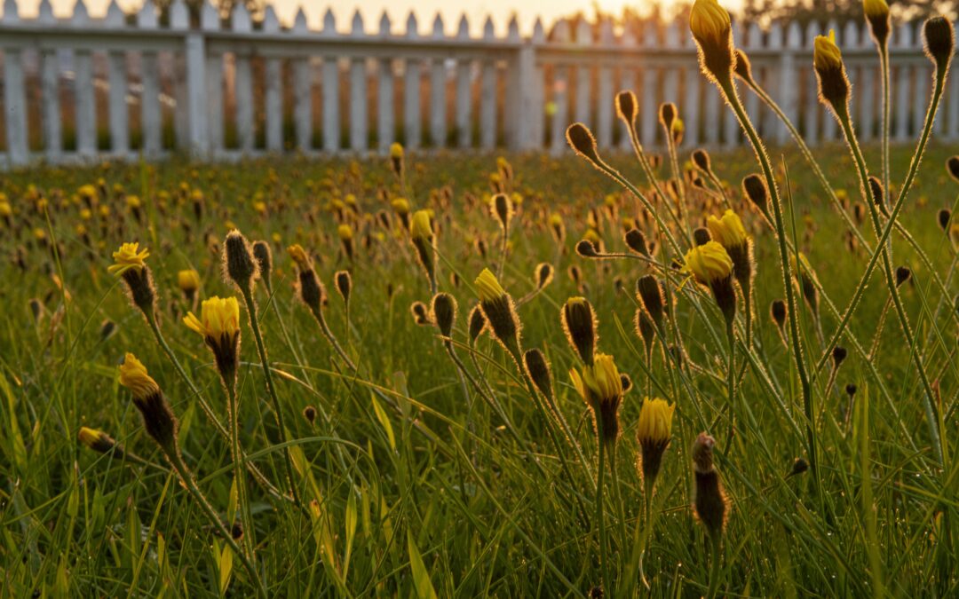 How Native Wildflowers Are Healing Maryland’s Burial Grounds
