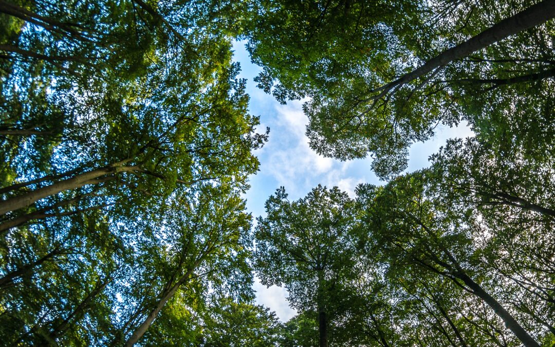How Natural Burial Helps Restore Forests and Wildlife